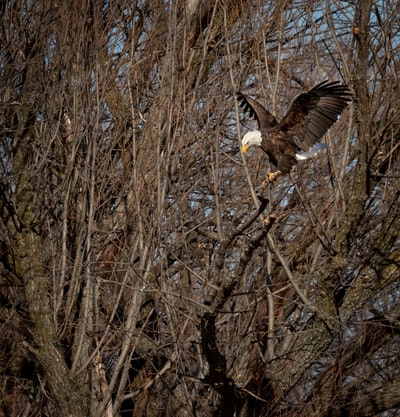brown and white eagle flying over bare trees during daytime